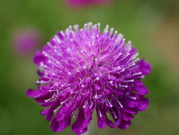 Close-up of purple flowering plant