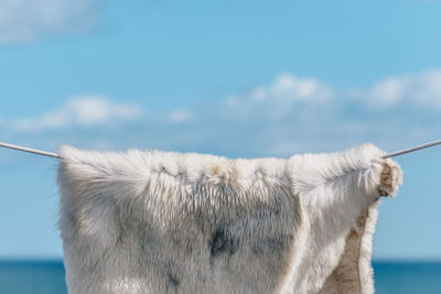 Close-up of fur hanging on clothesline by sea against sky