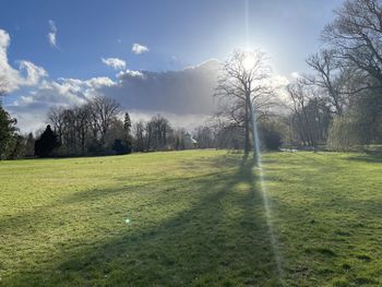 Trees on field against sky