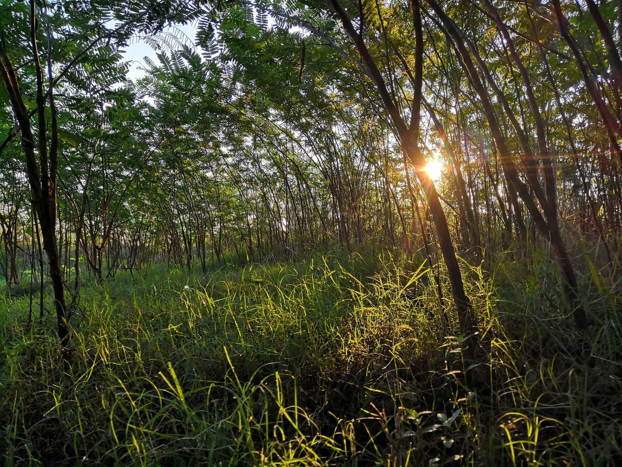 SUNLIGHT STREAMING THROUGH TREES