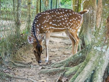 View of deer in the forest