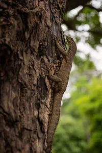 Close-up of lizard on tree trunk