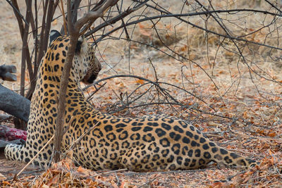 View of leopard resting