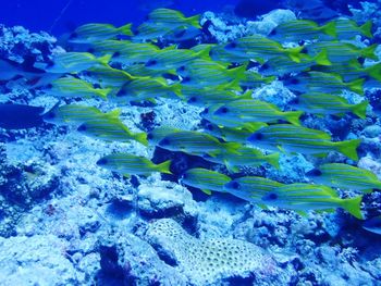 Close-up of fish swimming in sea