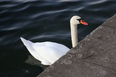 High angle view of swan floating on water