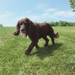 Dog on field against sky