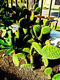 High angle view of succulent plant