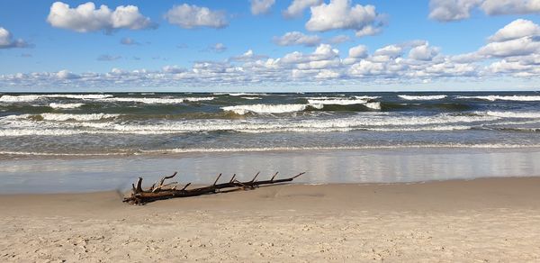 Driftwood on beach against sky