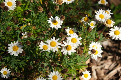 Close-up of white daisy flowers