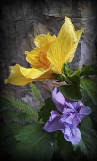 Close-up of yellow flowers