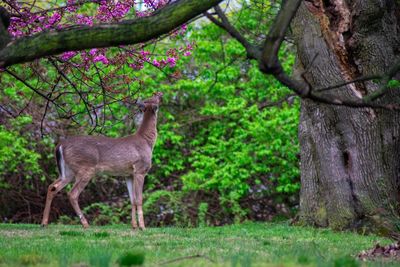 A young deer reaching up to bite the flowers and leaves off of a tree in spring