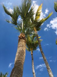 Low angle view of palm tree against sky
