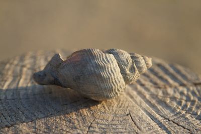Close-up of shell on wood
