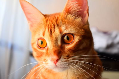 Close-up portrait of a cat