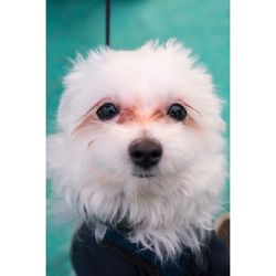 Close-up portrait of a dog