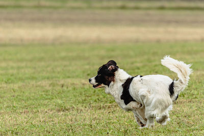 Landseer dog