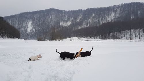 View of dogs on snow covered land