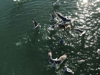 High angle view of men swimming in water