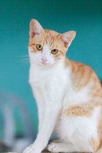 Portrait of cat against white background