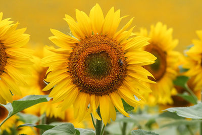 Close-up of honey bee on sunflower