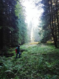 Rear view of woman walking in forest