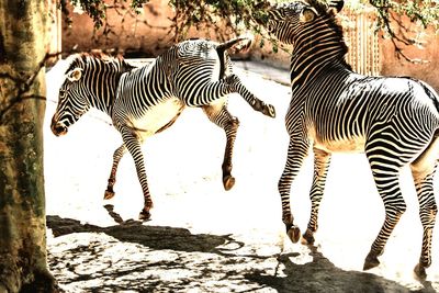 Zebras standing on zebra