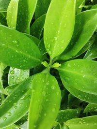 Close-up of water drops on leaf