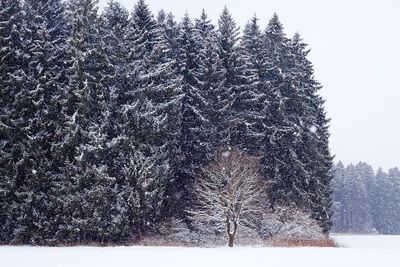 winter
