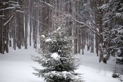 Trees on snow covered landscape