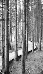 Trees in forest