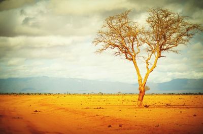 Scenic view of landscape against cloudy sky