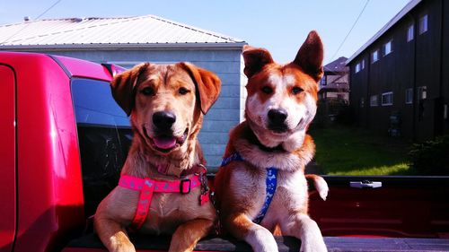 Close-up of dog sitting outdoors