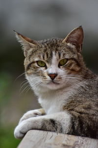 Close-up portrait of tabby cat