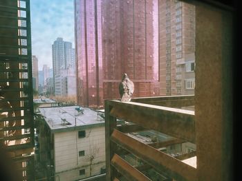 A pigeon stands on a balcony between dense buildings