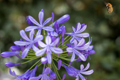 Close-up of purple flowering plant