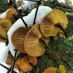 mushroom