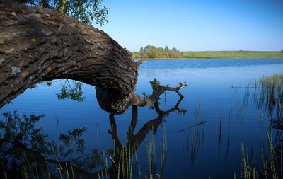 Scenic view of lake against clear blue sky and fallen tree