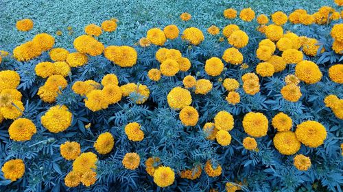 Close-up of yellow flowers