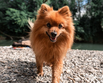 Portrait of dog on field