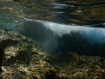 Close-up of turtle in water