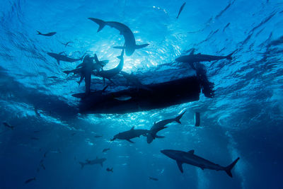 Close-up of fish underwater