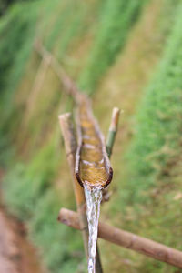 Close-up of plant growing on field