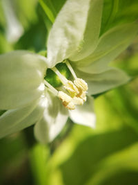 Close-up of white flowering plant