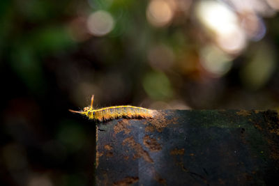 Close-up of insect on tree trunk
