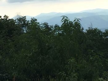 Scenic view of trees and mountains against sky