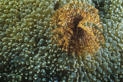 A tubeworm in bubble coral, madagascar.
