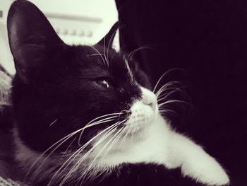 Close-up of cat