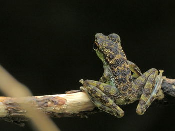 Close-up of lizard on branch at night