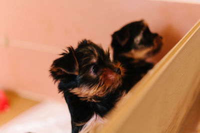 Close-up of puppy at home