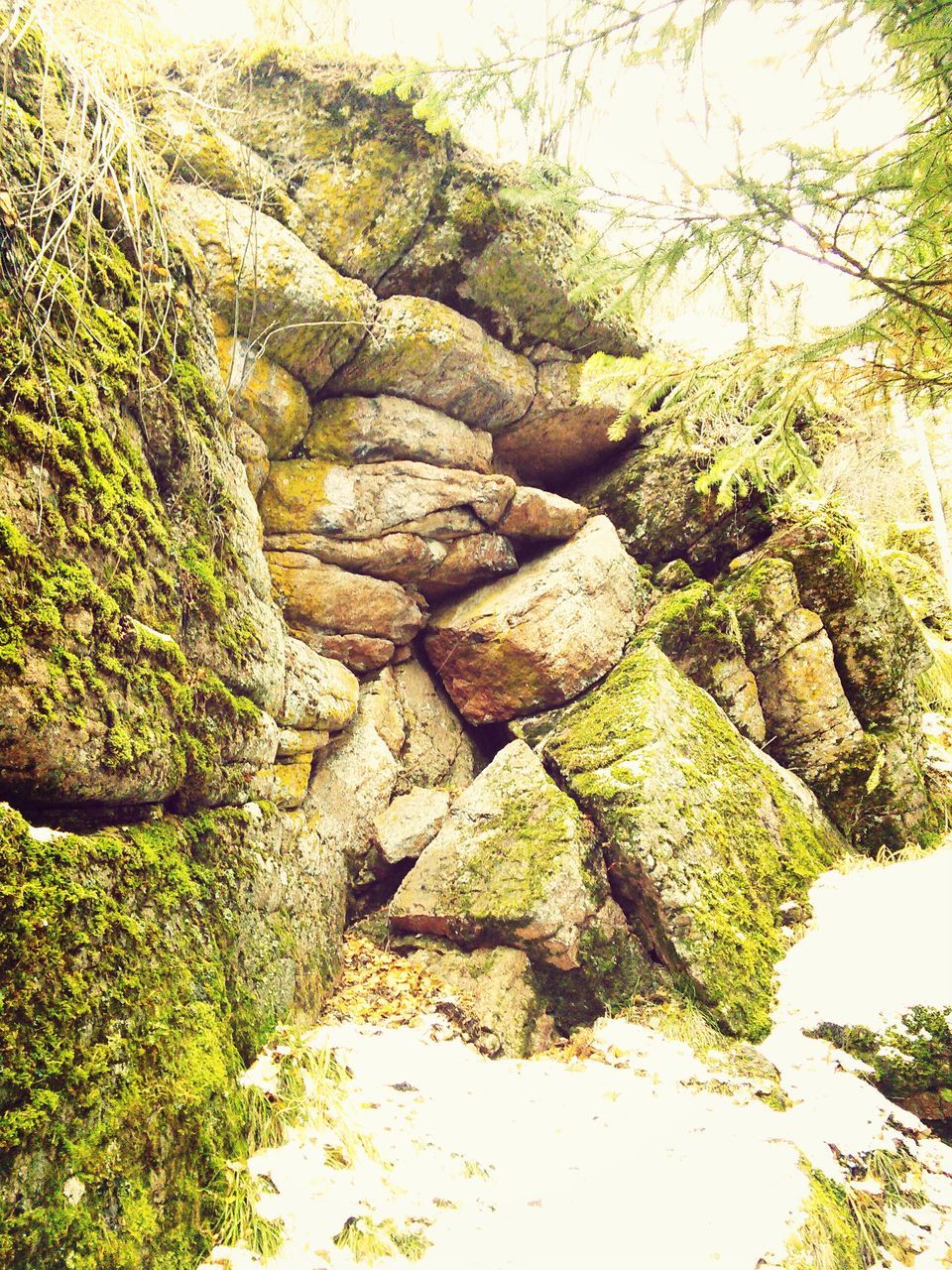 rock - object, tree, water, tranquility, nature, rock formation, tranquil scene, scenics, green color, beauty in nature, rock, growth, plant, moss, day, stone - object, outdoors, no people, idyllic, non-urban scene